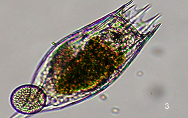 3 - Daphnia spinulata